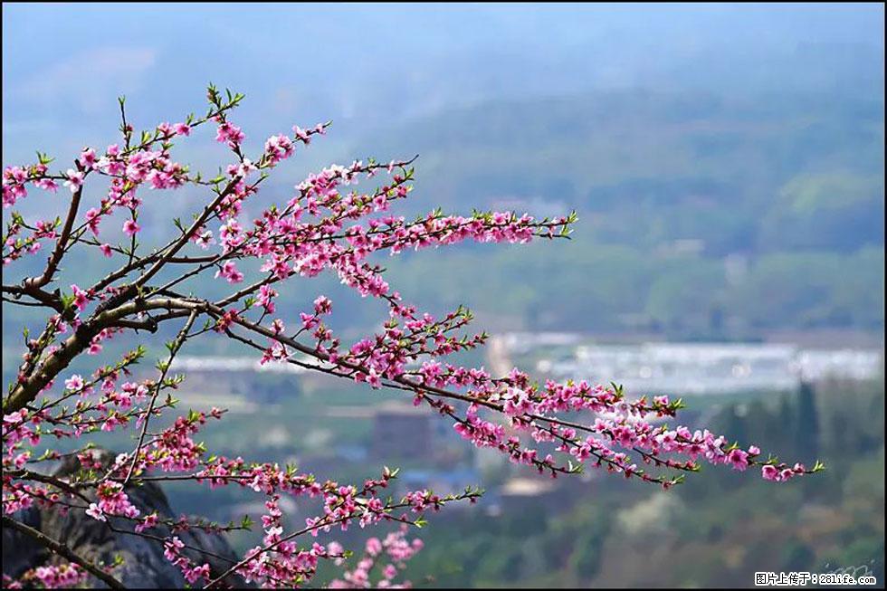 【春天,广西桂林灌阳县向您发出邀请!】望月岭上桃花开 - 游山玩水 - 大同生活社区 - 大同28生活网 dt.28life.com