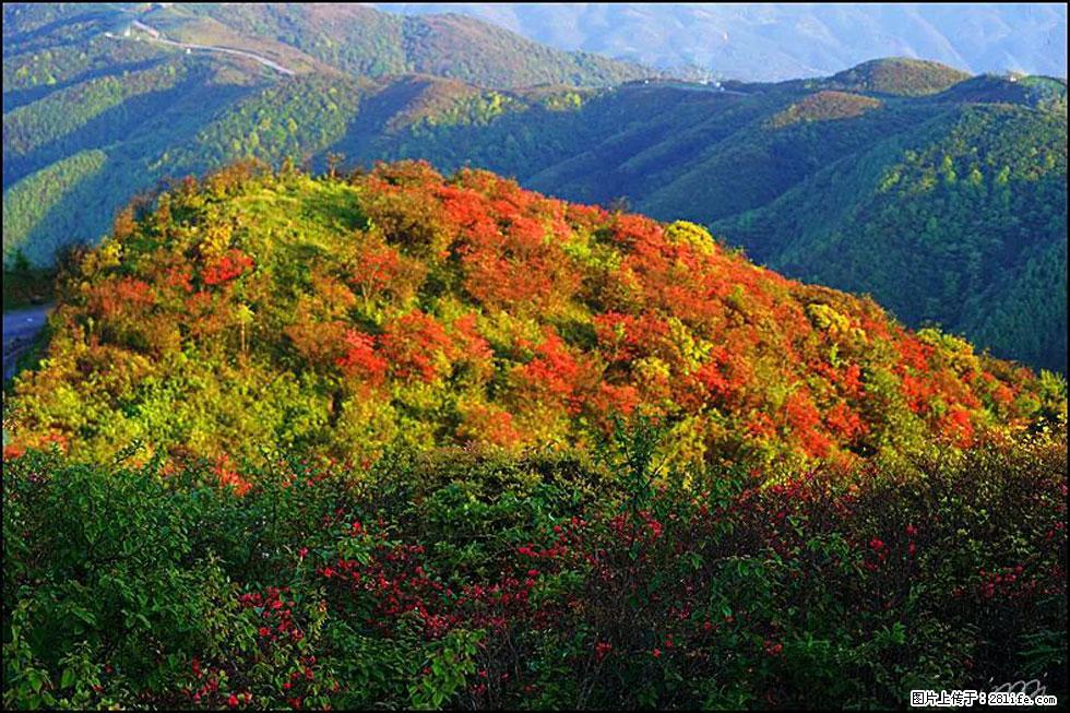 【春天,广西桂林灌阳县向您发出邀请!】春木界上映山红 - 游山玩水 - 大同生活社区 - 大同28生活网 dt.28life.com