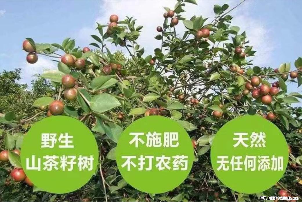 【灌阳县油茶产业示范区】一个有着充实的精神生活的人,对待身外之物自会有一种淡泊的态度 - 土特产 - 饮食特产 - 大同分类信息 - 大同28生活网 dt.28life.com