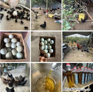 油茶园从小鸡仔开始养起的纯土鸡、土鸡蛋可以预定啦!还有前几天刚榨的纯山茶油哦 - 大同28生活网 dt.28life.com