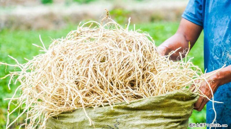 堪称“最难吃”的蔬菜，却是 “抗辐射神器”，还能护肺、清热、止咳化痰！ - 大同生活资讯 - 大同28生活网 dt.28life.com