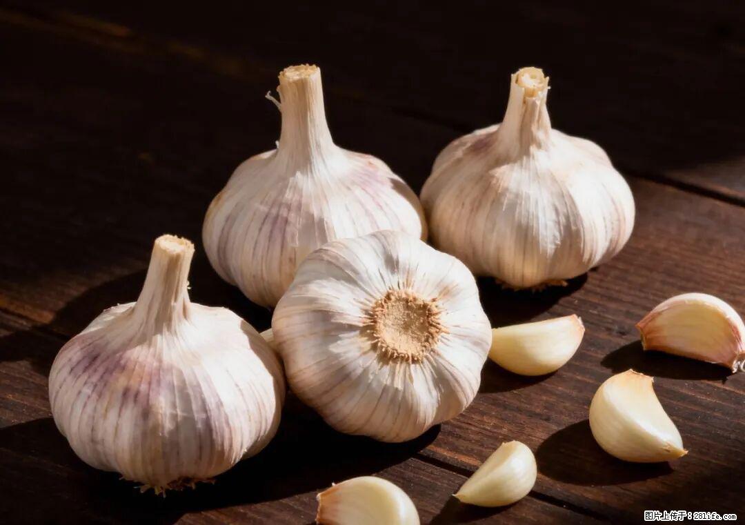 关于大蒜，除了“天然抗生素”，这4个谣言更该警惕! - 大同生活资讯 - 大同28生活网 dt.28life.com