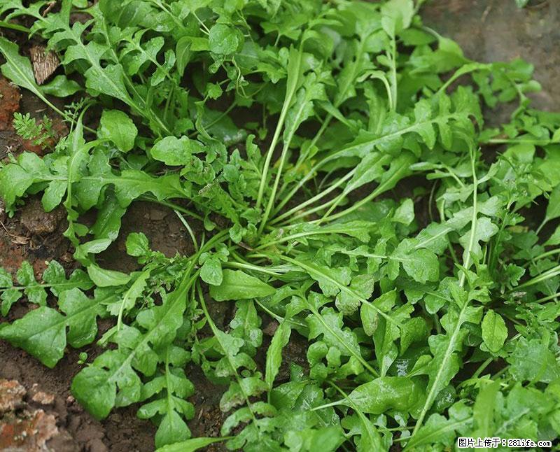 这些蔬菜是“天然钙片”，这6种被医生重点推荐 - 大同生活资讯 - 大同28生活网 dt.28life.com