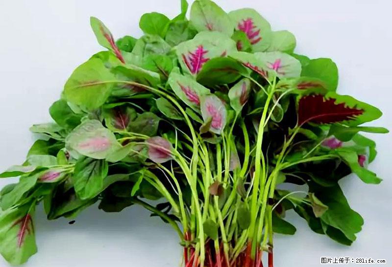 这些蔬菜是“天然钙片”，这6种被医生重点推荐 - 大同生活资讯 - 大同28生活网 dt.28life.com