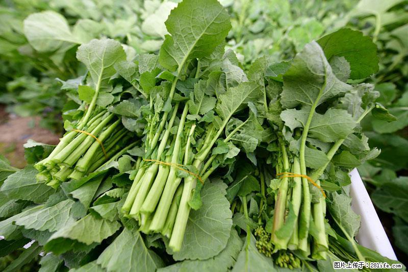 这些蔬菜是“天然钙片”，这6种被医生重点推荐 - 大同生活资讯 - 大同28生活网 dt.28life.com